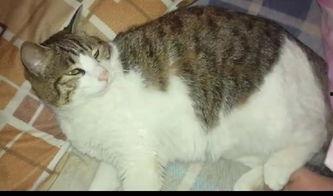 娱乐吃瓜猫咪,揭秘猫咪吃瓜背后的趣味世界