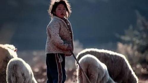 放羊娃 搞笑,一场爆笑的田园奇遇记